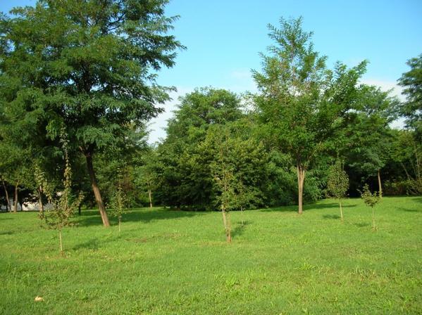 area verde